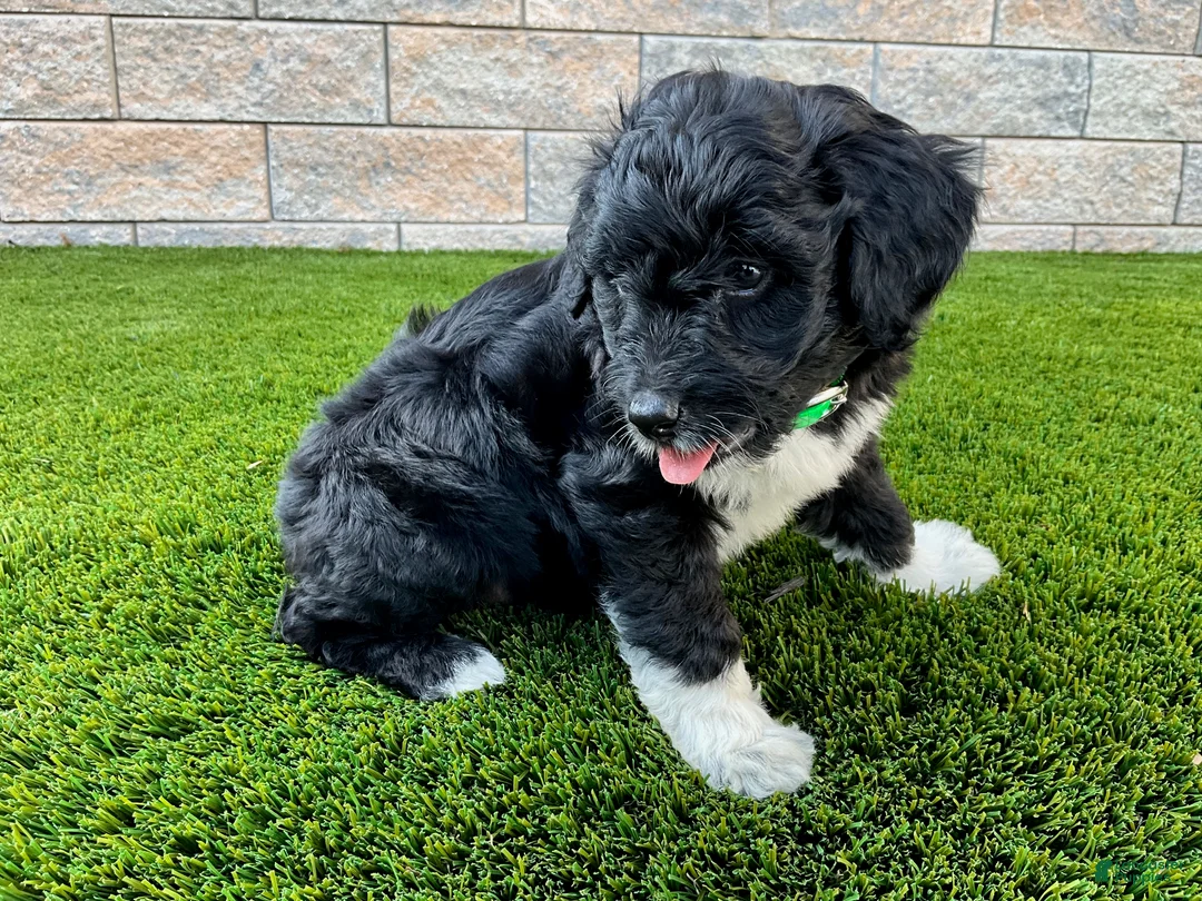 Sheltiedoodle dogs for sale: Marci - Ad 2