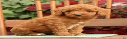 Miniature Poodle dogs for sale: Tori - Ad 7