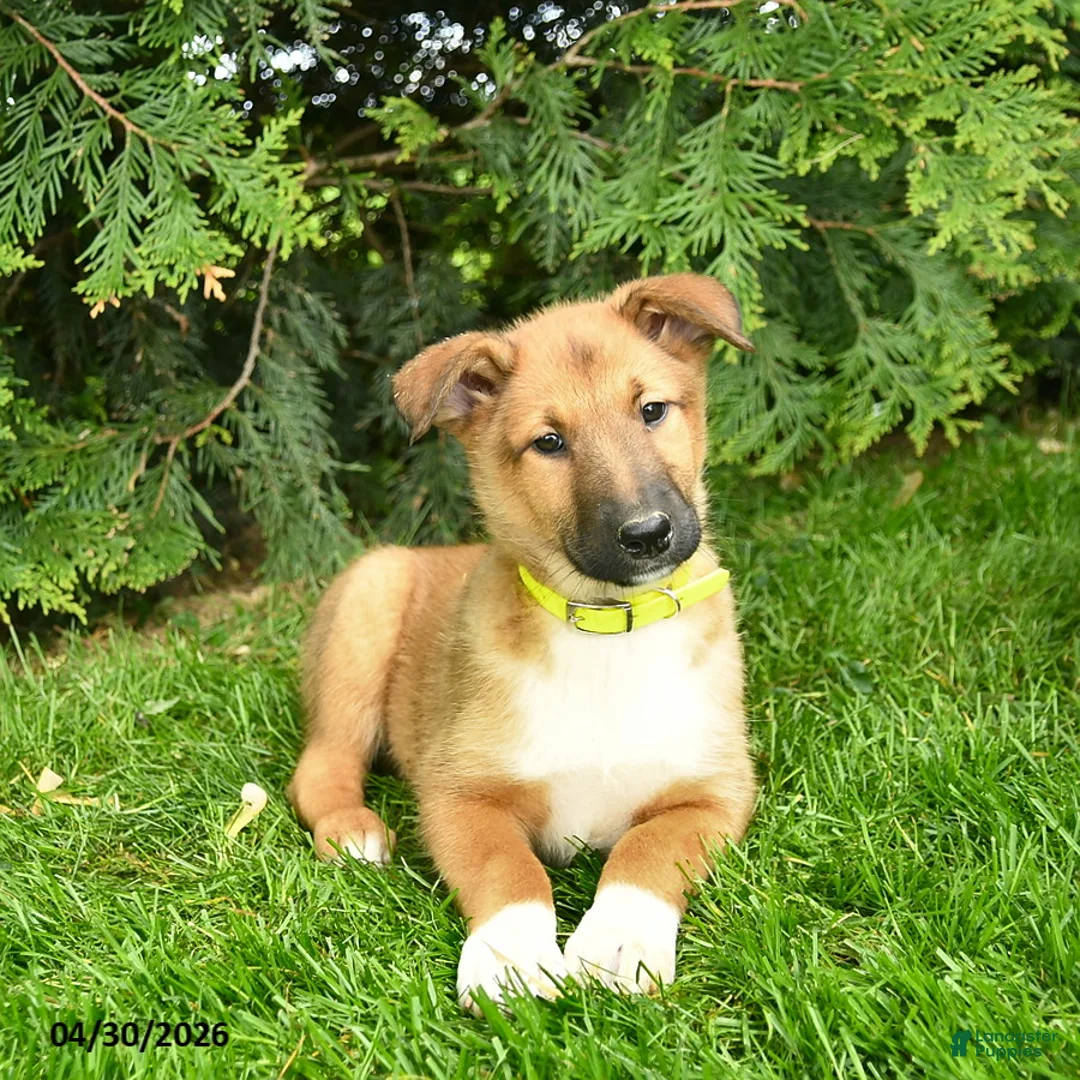 Mixed Breed dogs for sale: Emma - Ad 2