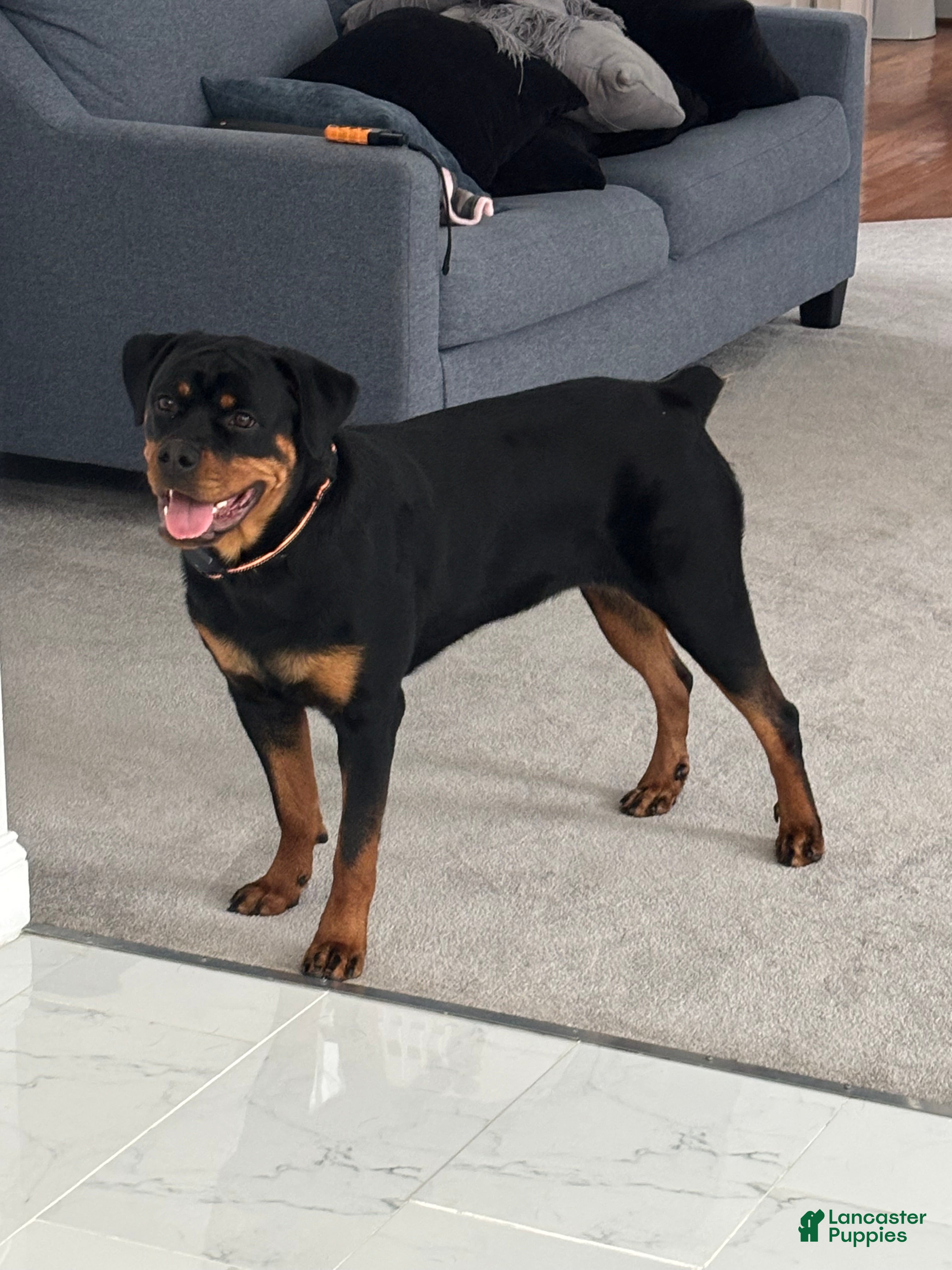 Rottweiler dogs Dream  - Ad 18