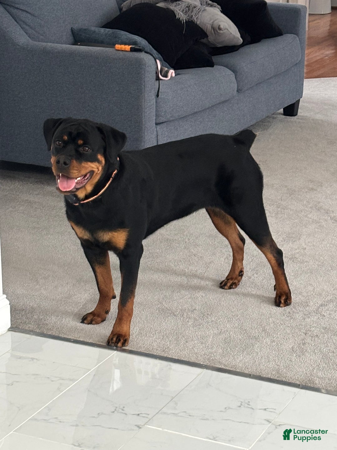 Rottweiler dogs for sale: Dream  - Ad 1
