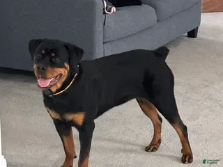 Rottweiler dogs Dream - Ad 2