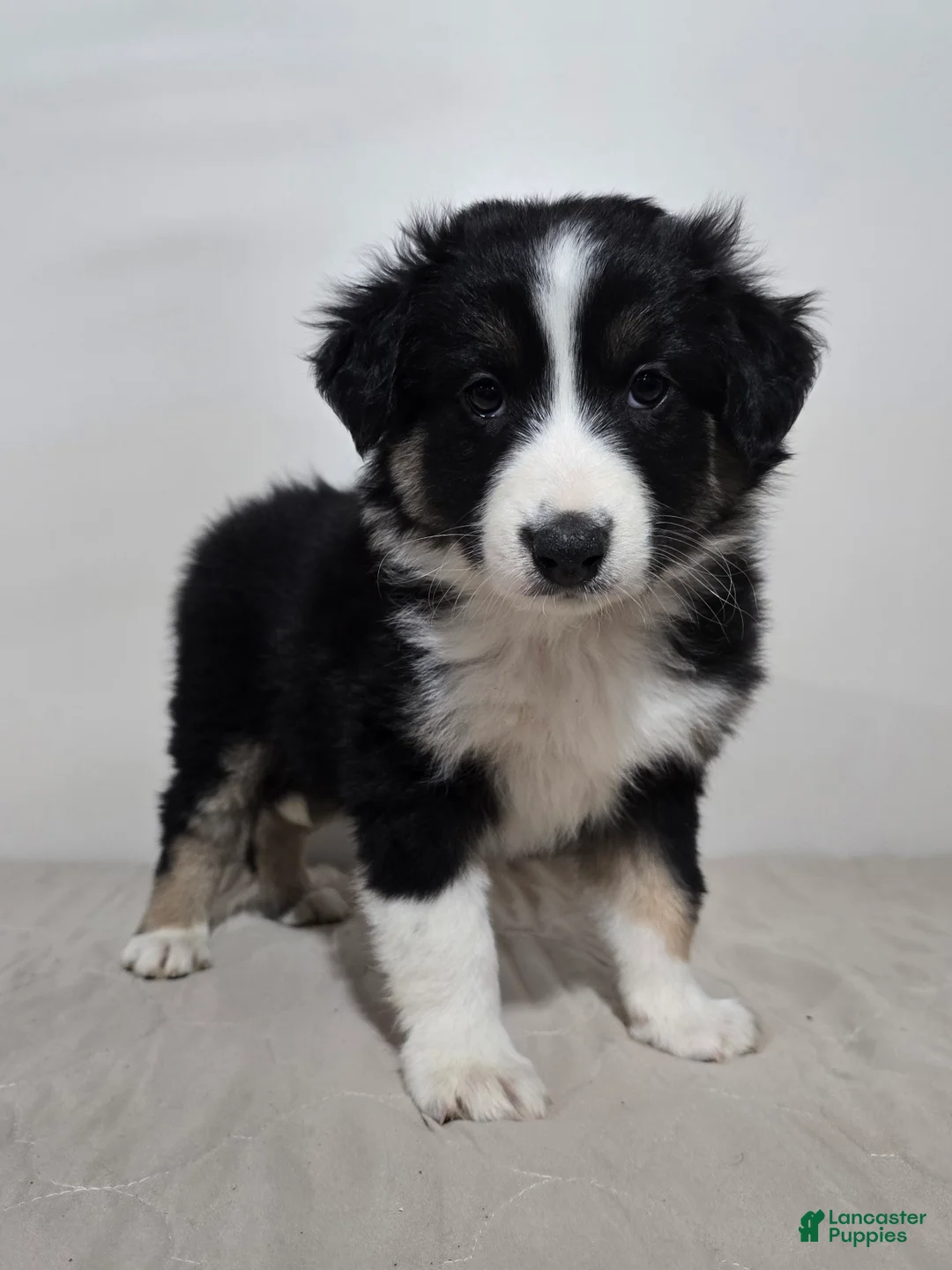 Australian Shepherd dogs for sale: Jackson  - Ad 2