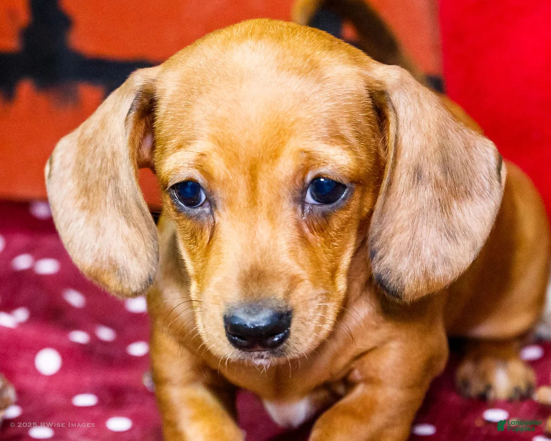 Miniature Dachshund dogs for sale: Vera - Ad 5