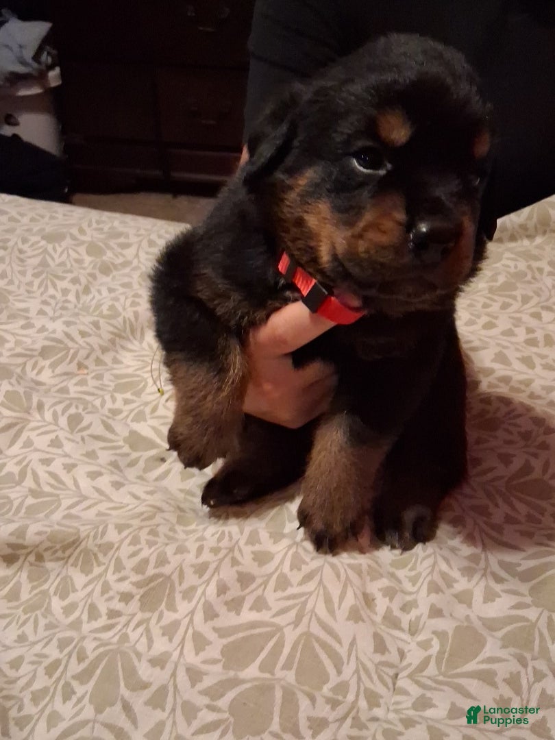 Rottweiler dogs for sale: Rottweiler Puppy 1 - Ad 1