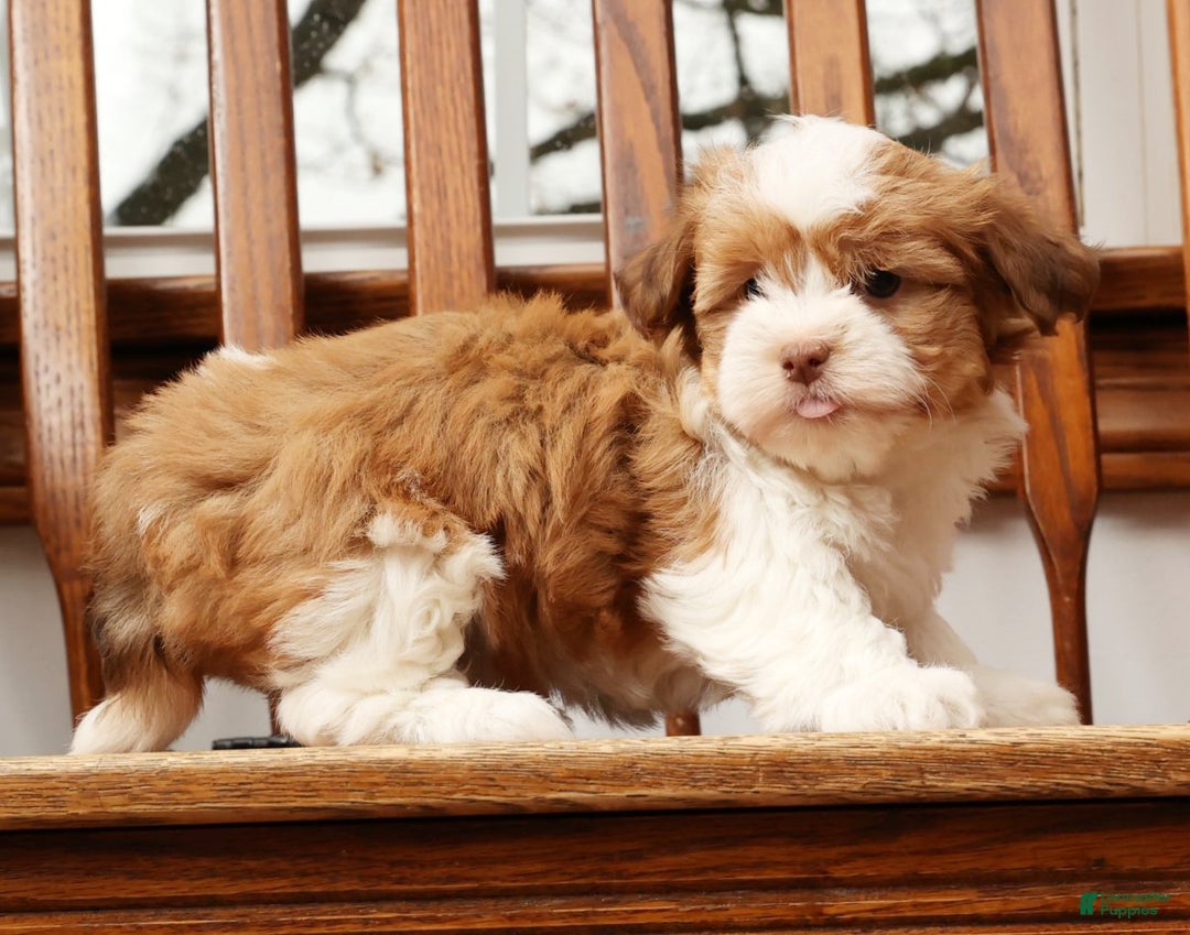 Havanese dogs for sale: Tonya - Ad 6