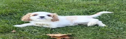 Cavapoo dogs for sale: Mr Colby - Ad 10