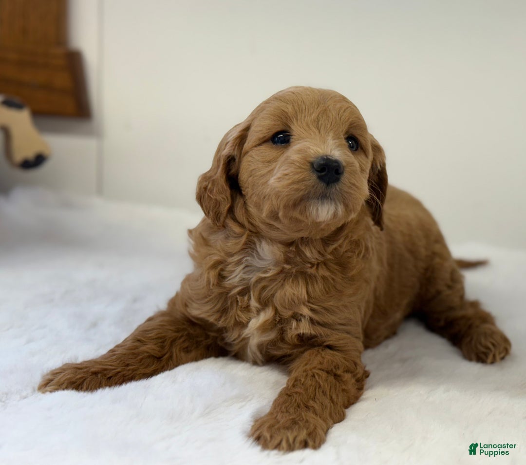 Mini Goldendoodle dogs for sale: Sage - Ad 10
