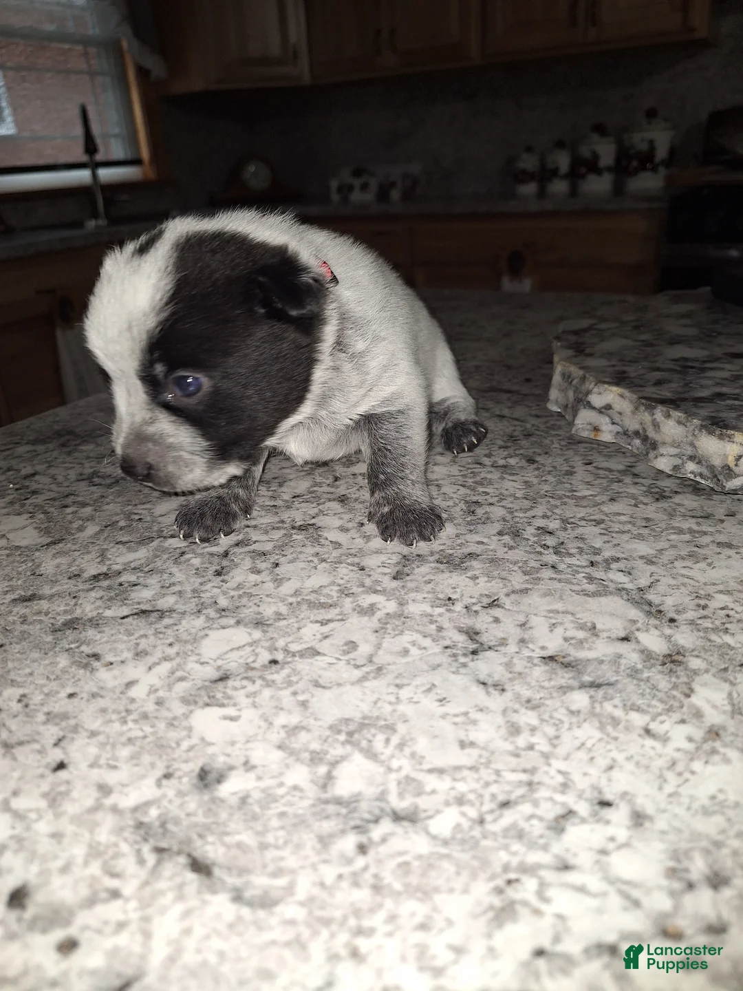Mixed Breed dogs for sale: Mixed Breed Puppy 2 - Ad 2