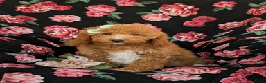Daisy Hypoallergenic