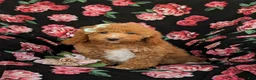 Mini Goldendoodle dogs for sale: Daisy Hypoallergenic - Ad 1