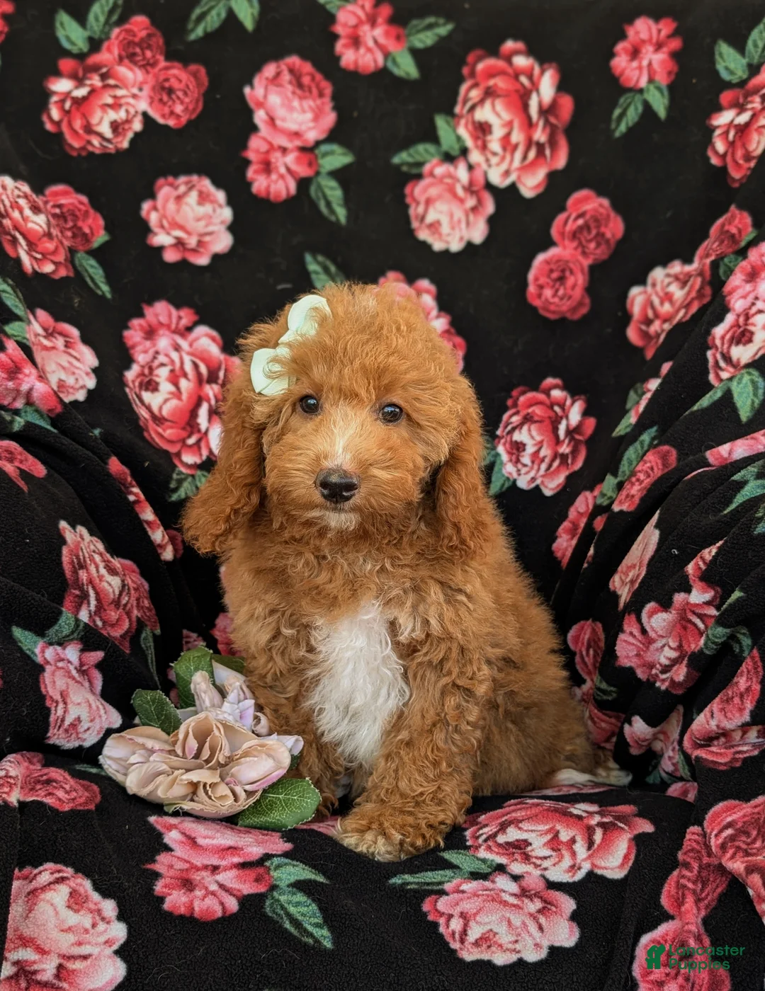 Mini Goldendoodle dogs for sale: Daisy Hypoallergenic - Ad 1