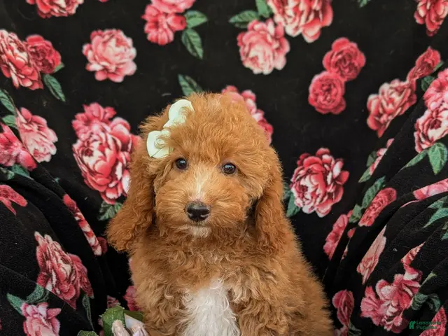 Mini Goldendoodle dogs for sale: Daisy Hypoallergenic - Ad 1