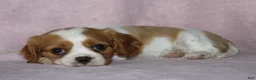 Cavalier King Charles Spaniel dogs for sale: SKY - Ad 4