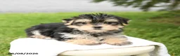 Morkie dogs for sale: Buddy - Ad 4