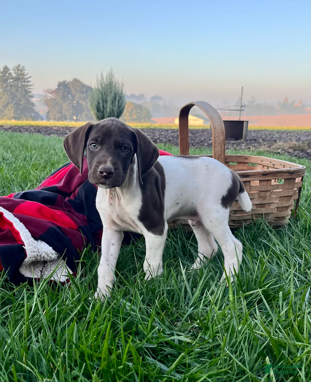 German Shorthaired Pointer dogs for sale: Striker❤️Akc ready to go home today - Ad 1