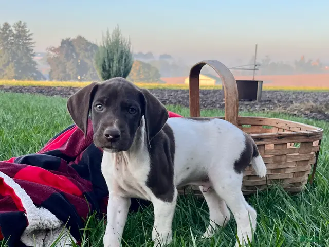 German Shorthaired Pointer dogs for sale: Striker❤️Akc ready to go home today - Ad 1