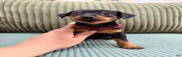 Miniature Pinscher dogs for sale: Luke - Ad 1