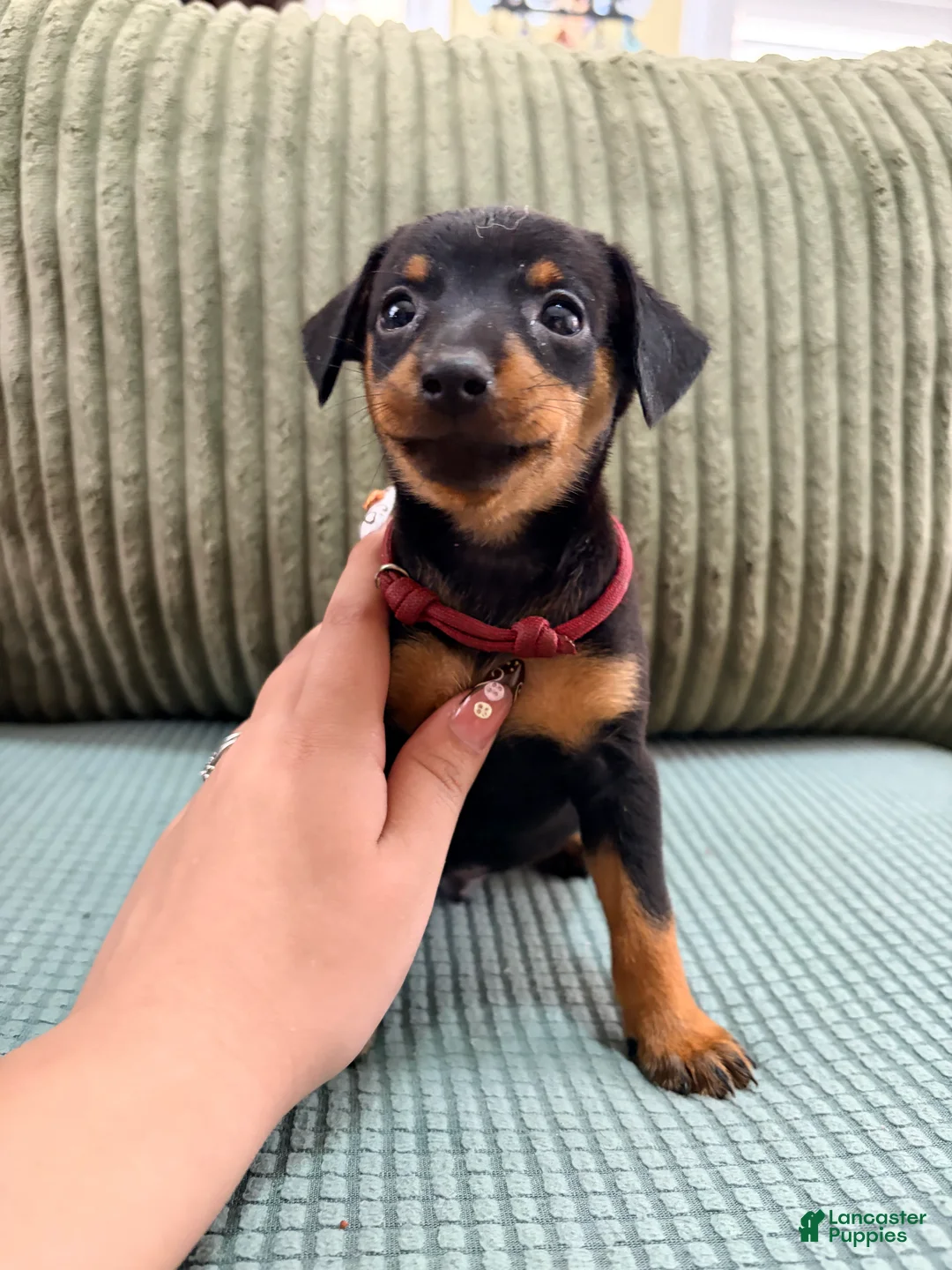 Miniature Pinscher dogs for sale: Luke - Ad 1