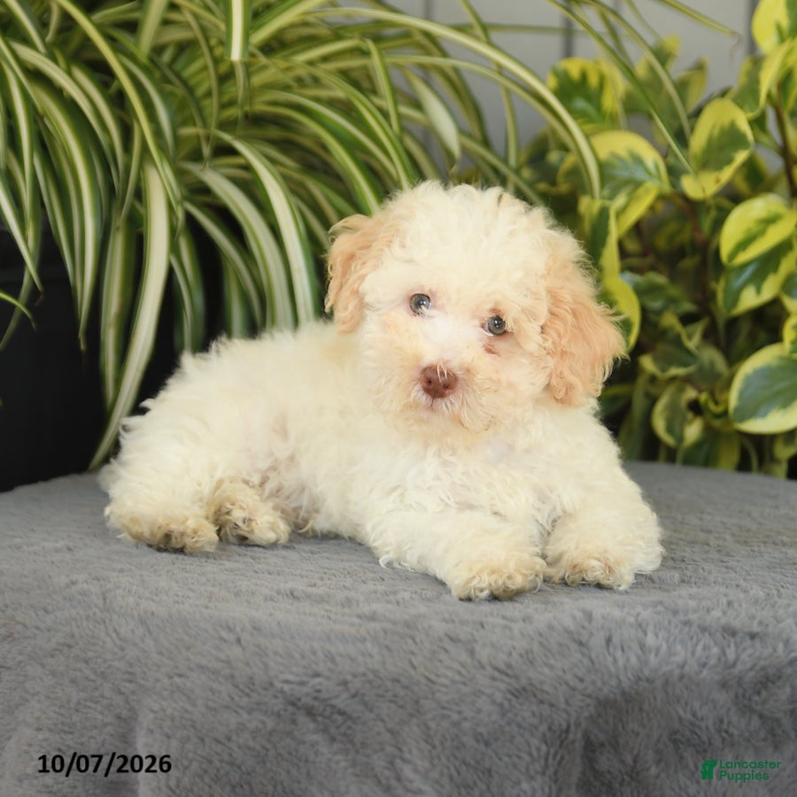 Miniature Poodle dogs for sale: Oscar - Ad 2