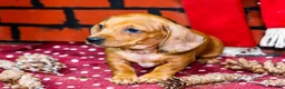 Miniature Dachshund dogs for sale: Vera - Ad 6