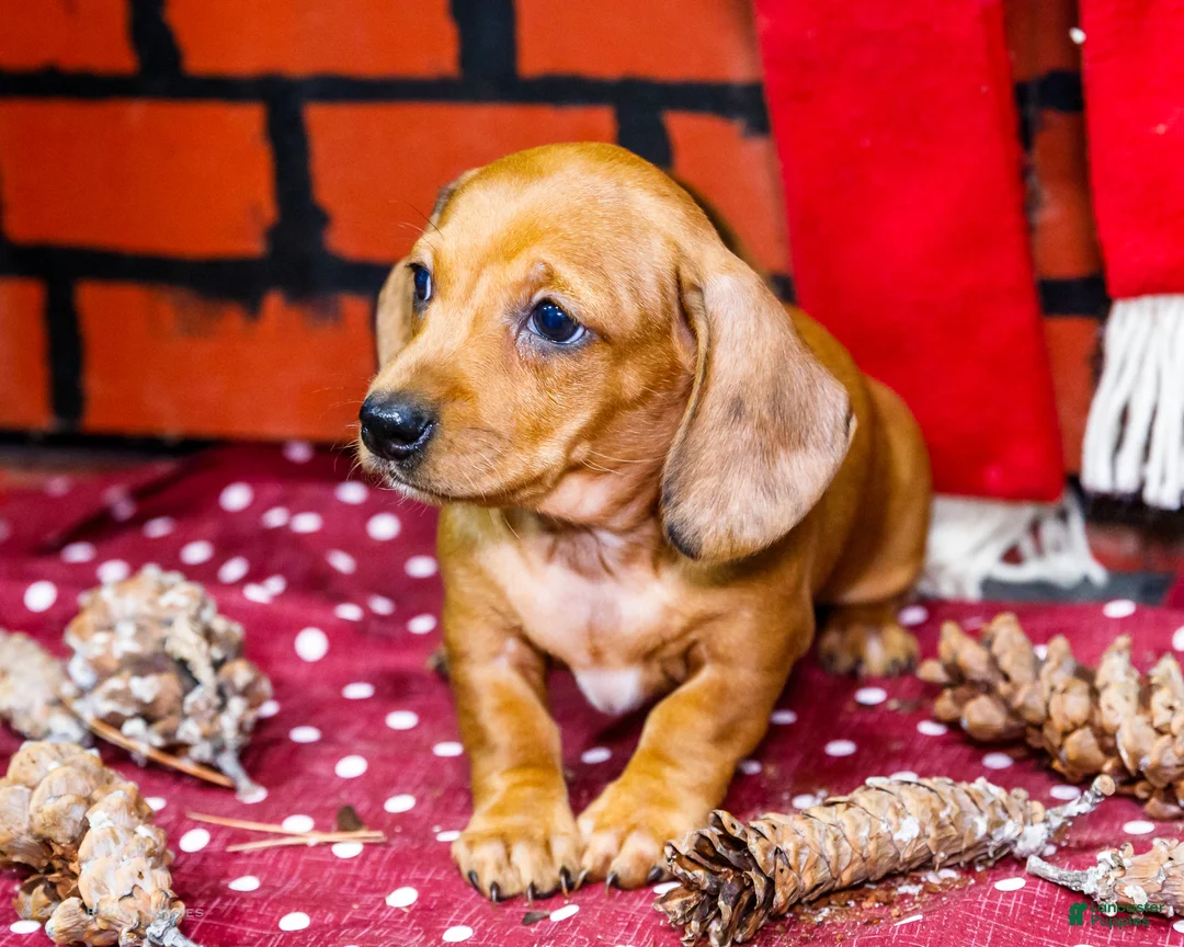 Miniature Dachshund dogs for sale: Vera - Ad 6