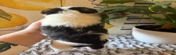 Wire Fox Terrier dogs for sale: Fru Fru  - Ad 40