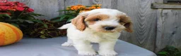 Cockapoo dogs for sale: Jody - Ad 2