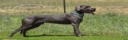 Great Dane dogs for sale: Purple collar beautiful merle female  - Ad 3