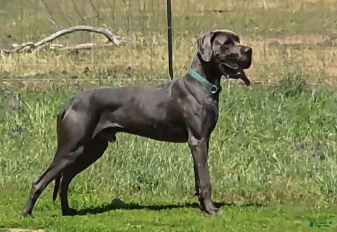 Great Dane dogs for sale: Purple collar beautiful merle female  - Ad 3