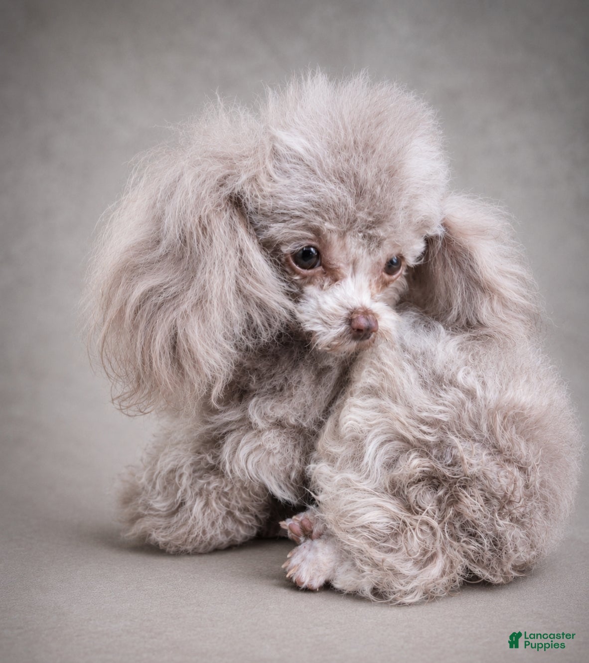 Toy Poodle dogs Krome  - Ad 2