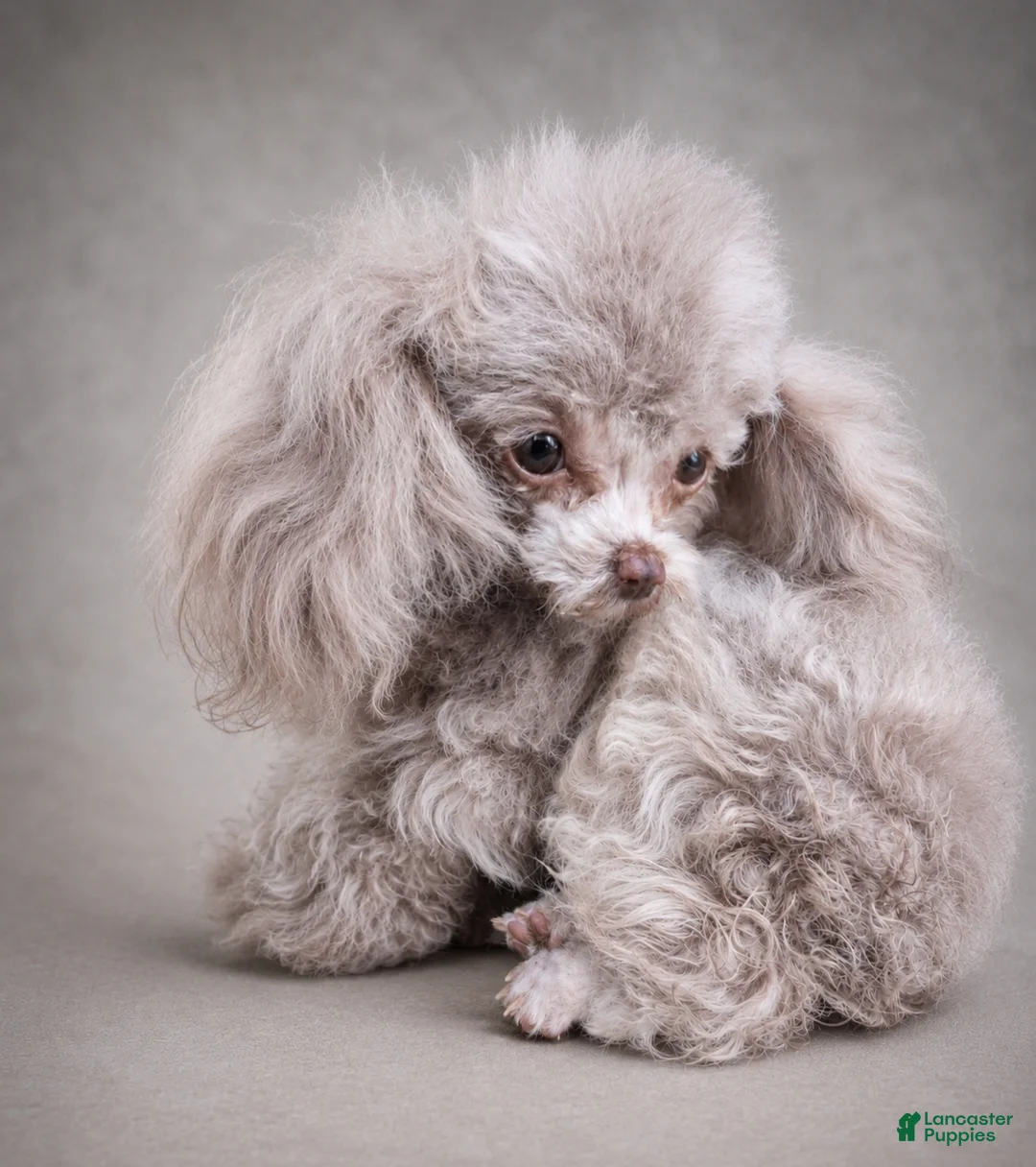 Toy Poodle dogs for stud: Krome  - Ad 2