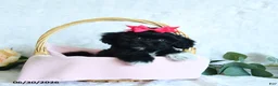 Shihpoo dogs for sale: Kiera - Ad 4