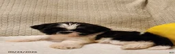 Shih Tzu dogs for sale: Tucker - Ad 1