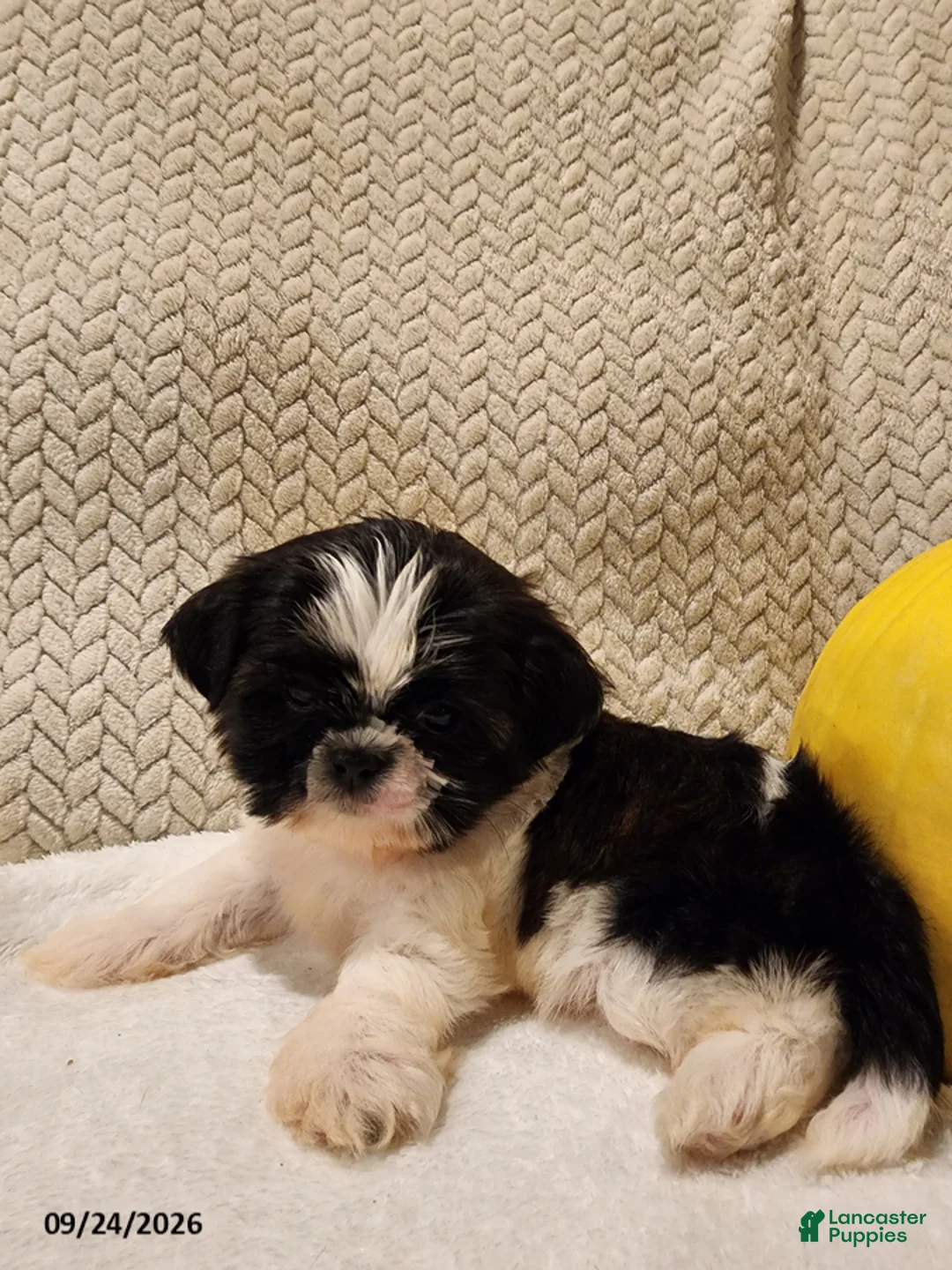 Shih Tzu dogs for sale: Tucker - Ad 1
