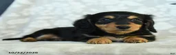 Miniature Dachshund dogs for sale: Paprika - Ad 4