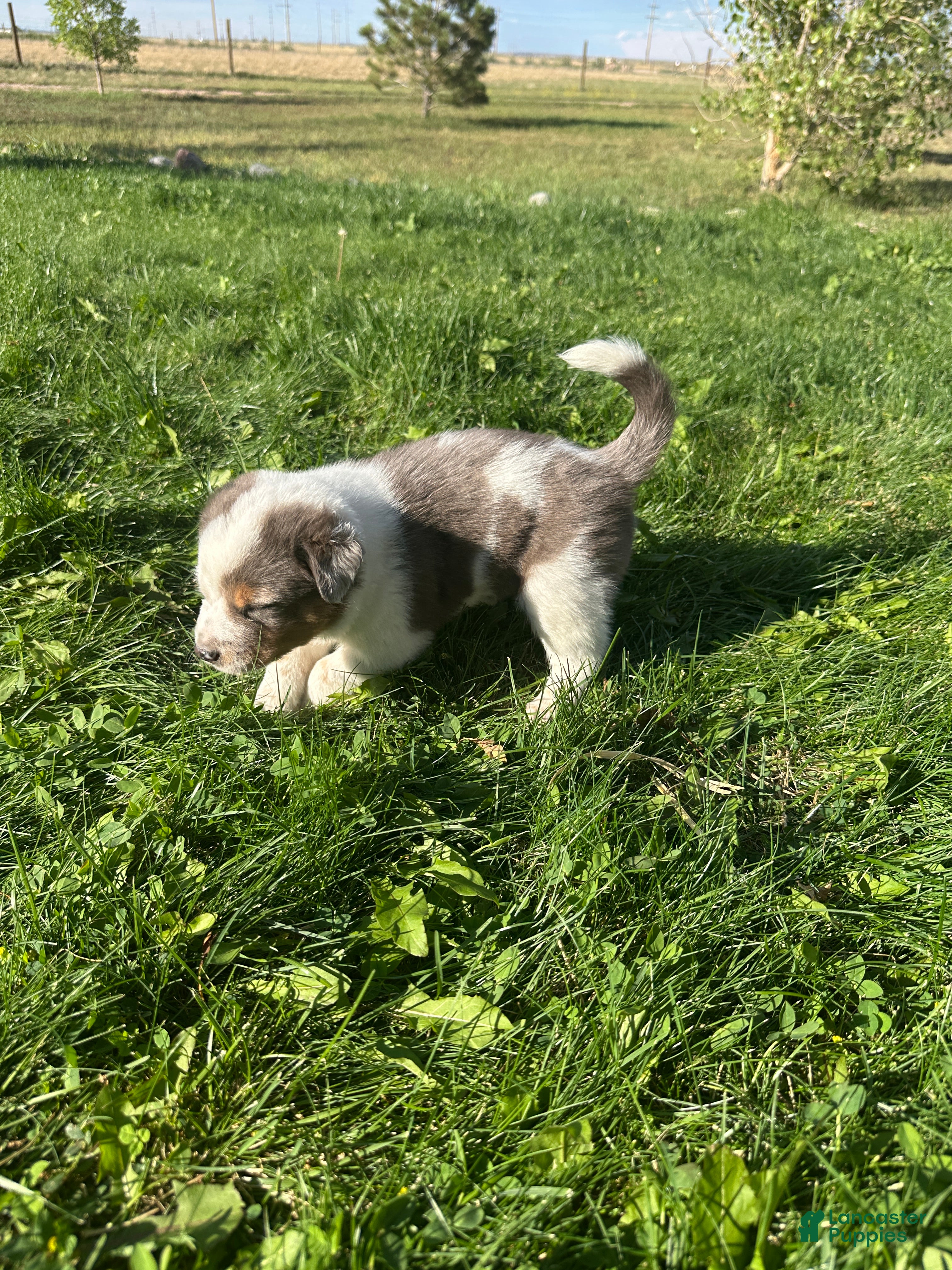 Mixed Breed dogs Merle Girl 1 - Ad 2
