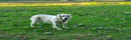 Golden Retriever dogs for sale: Molly - Ad 1