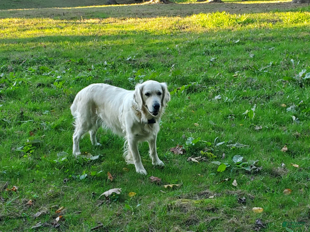 Golden Retriever dogs for sale: Molly - Ad 1