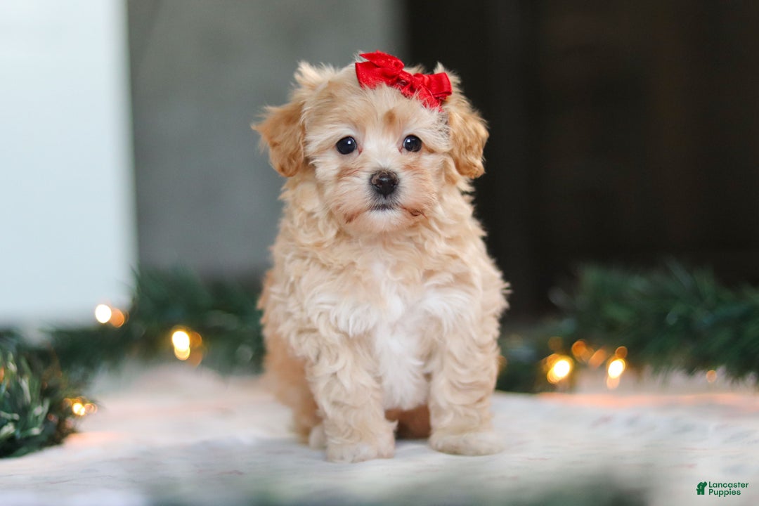 Havapoo dogs for sale: Reese - Ad 4