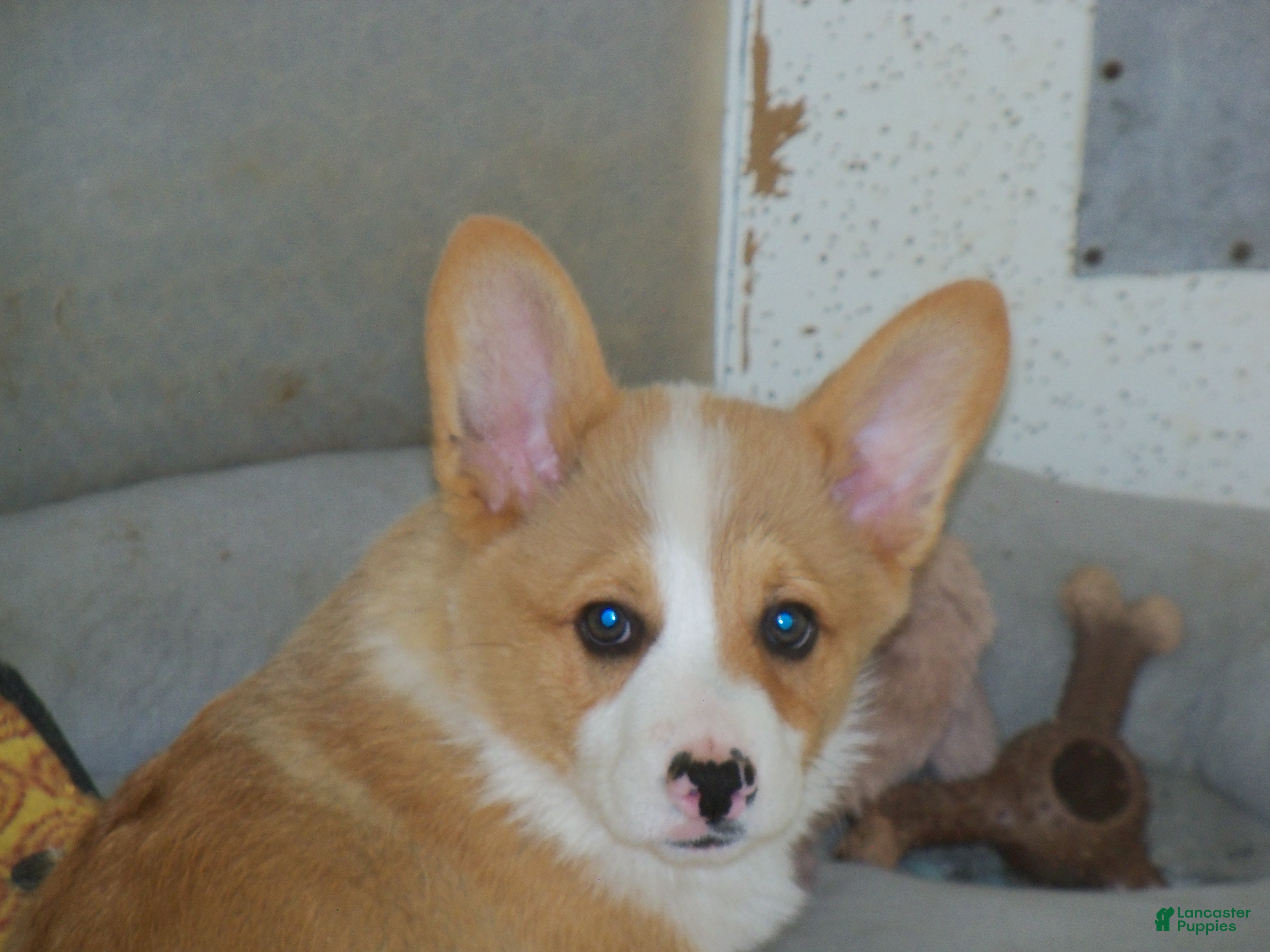 Welsh Corgi Pembroke dogs Georgie...Genetic tested - Ad 1