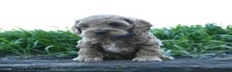 Cockapoo dogs for sale: Ollie - Ad 2