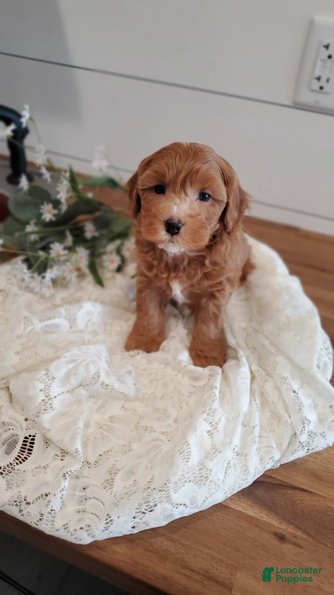 Cavapoo dogs for sale: Puddle  - Ad 2