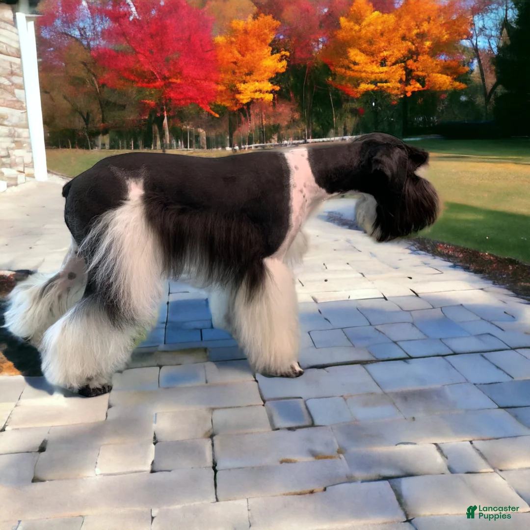 Gallery Image {{count}}