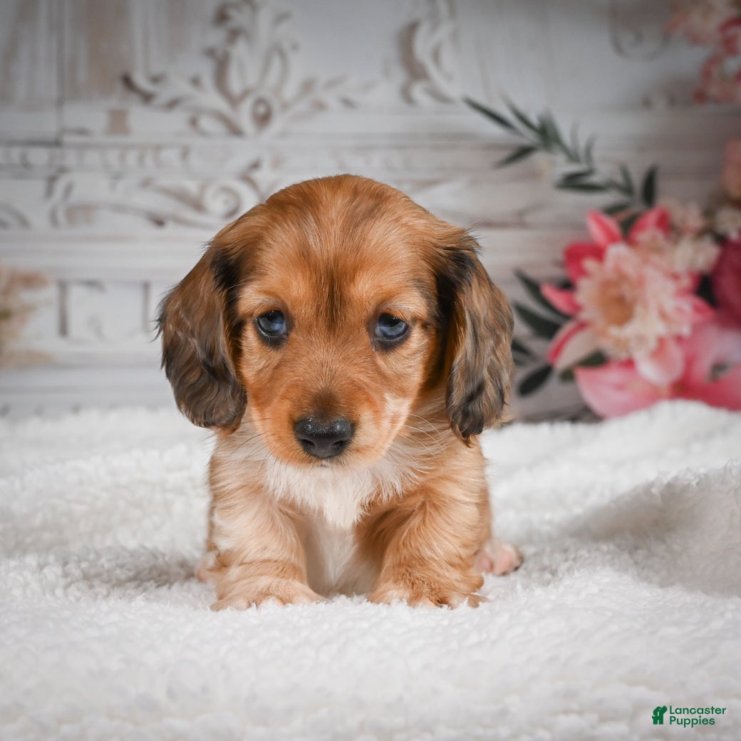 Miniature Dachshund dogs for sale: AKC-Brodie - Ad 2