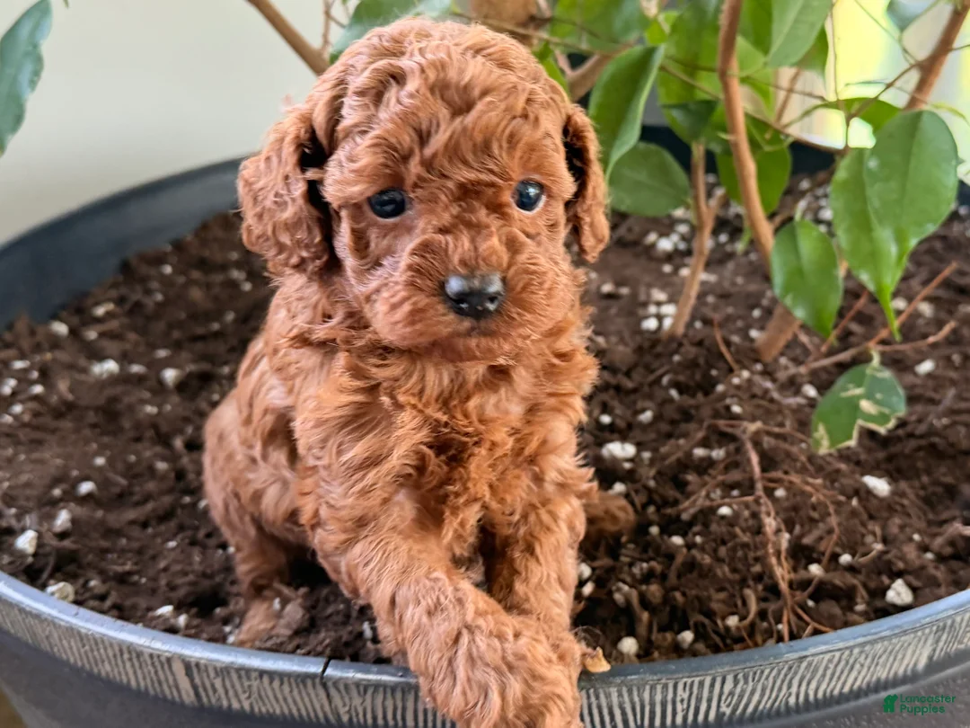 Toy Poodle dogs for sale: Remi  - Ad 4