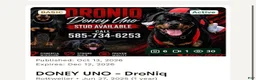 Rottweiler dogs for sale: Red collar  - Ad 2