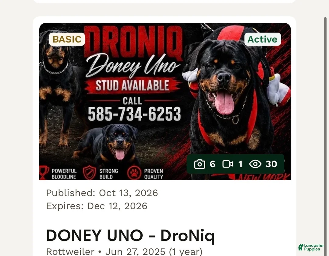 Rottweiler dogs for sale: Red collar  - Ad 2
