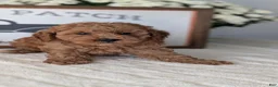 Miniature Poodle dogs for sale: Harper - Ad 8