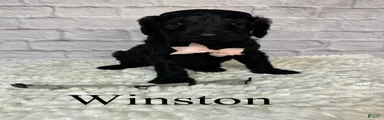 Winston- Standard F1B